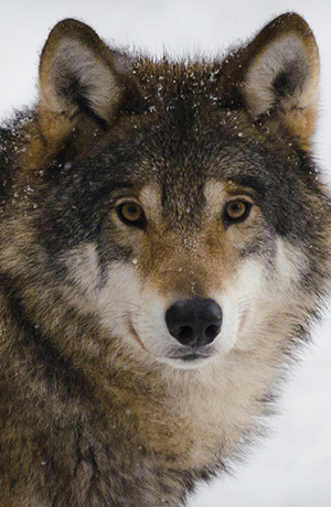 wolf book cover